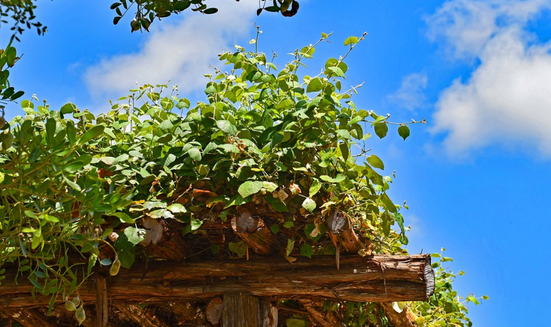 pergola s révou